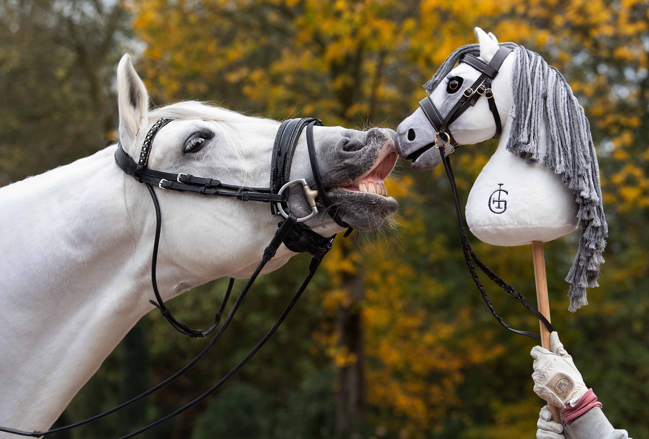 George Hobby Horse – PaardenpraatTV